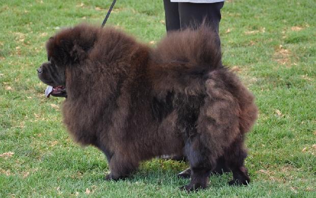 Chow Chow