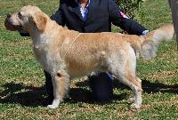 Criadores de cães Golden Retriever - 2
