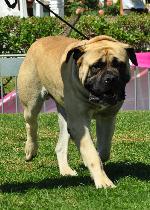 Cães