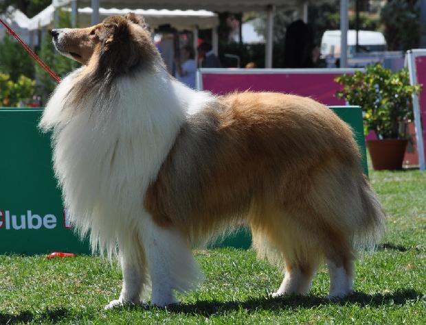 Collie de Pêlo Comprido