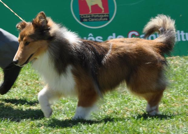 Cão de Pastor das Shetland