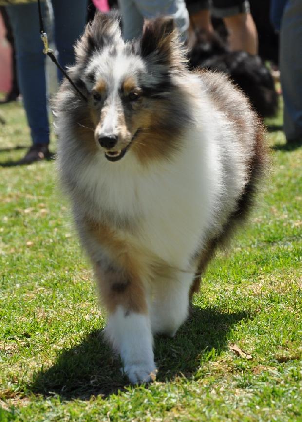 Cão de Pastor das Shetland