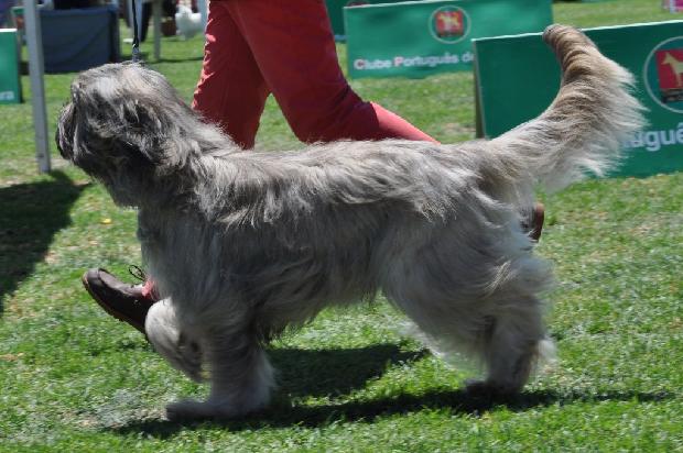 Cão de Pastor Catalão