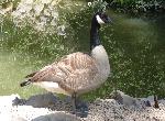 Aves