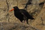 Ostraceiro