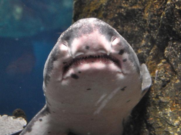 Tubarão-gato-leopardo