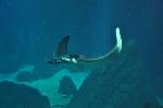 Manta-diabo <i>(Mobula mobular)</i>
