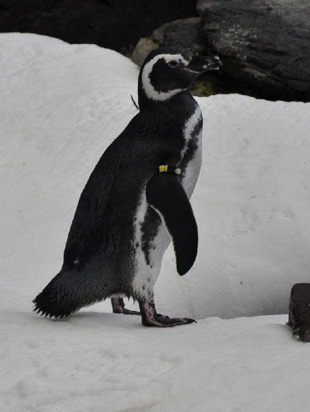 Pinguim-de-Magalhães