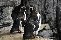 Pinguim-de-Magalhães