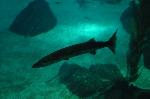 Barracuda-gigante <i>(Sphyraena barracuda)</i>