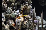Marinha-de-bandas-amarela <i>(Doryrhamphus pessuliferus)</i>