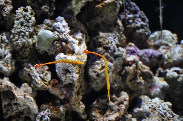 Marinha-de-bandas-amarela