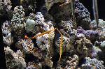 Marinha-de-bandas-amarela <i>(Doryrhamphus pessuliferus)</i>