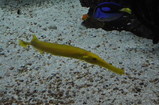 Peixe-trombeta-amarelo