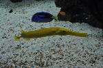 Peixe-trombeta-chinês <i>(Aulostomus chinensis)</i>