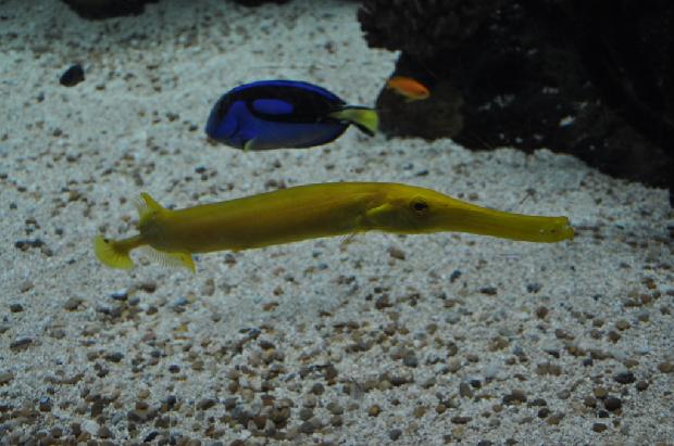Peixe-trombeta