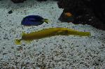 Peixe-trombeta-chinês <i>(Aulostomus chinensis)</i>