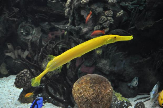 Peixe-trombeta