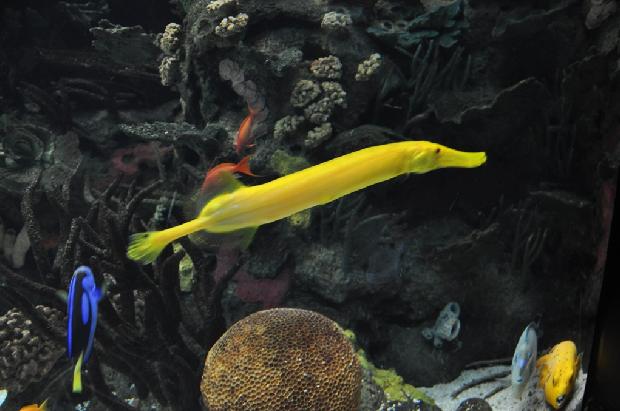 Peixe-trombeta