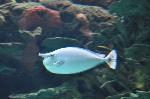 Unicórnio <i>(Naso brevirostris)</i>