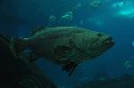 Garoupa-gigante <i>(Epinephelus lanceolatus)</i>