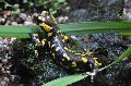 Salamandra-de-pintas-amarelas