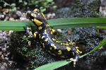 Salamandra-de-pintas-amarelas <i>(Salamandra salamandra)</i>