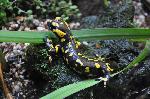 Salamandra-de-pintas-amarelas <i>(Salamandra salamandra)</i>