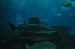Tubarão-corre-costa <i>(Carcharhinus plumbeus)</i>