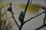 Rela-meridional <i>(Hyla meridionalis)</i>
