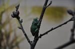 Rela-meridional <i>(Hyla meridionalis)</i>
