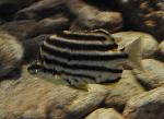 Riscadinho <i>(Microcanthus strigatus)</i>