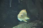 Cantarilho-do-kelp <i>(Sebastes atrovirens)</i>