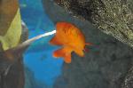 Garibaldi <i>(Hypsypops rubicundus)</i>