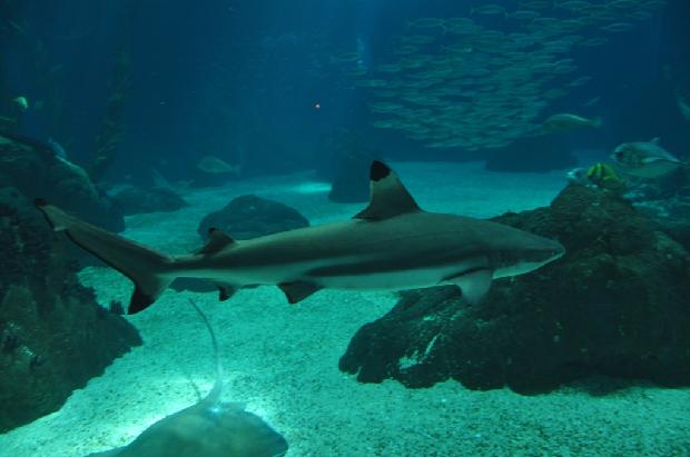 Tubarão-de-pontas-negras-do-recife