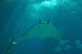 Manta-diabo