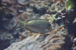 Cirurgião-zebra <i>(Acanthurus lineatus)</i>