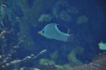 Borboleta-de-sela <i>(Chaetodon ephippium)</i>