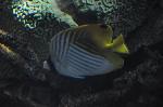 Borboleta-de-barbatana-filamentosa <i>(Chaetodon auriga)</i>