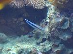 Bodião-limpador <i>(Labroides dimidiatus)</i>