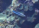 Bodião-limpador <i>(Labroides dimidiatus)</i>