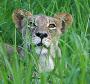 Parque Nacional da Gorongosa: leoa
