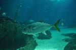 Xaréu <i>(Caranx latus)</i>