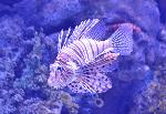 Peixe-dragão <i>(Pterois antennata)</i>