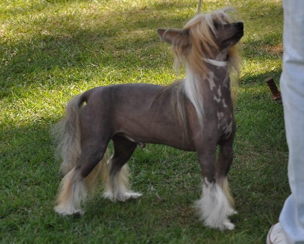 Chinese Crested Dog