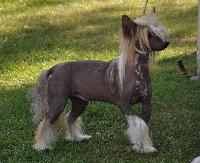 Criadores de Cão de Crista Chinês