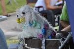 Cães