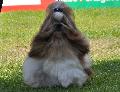 Shih-tzu