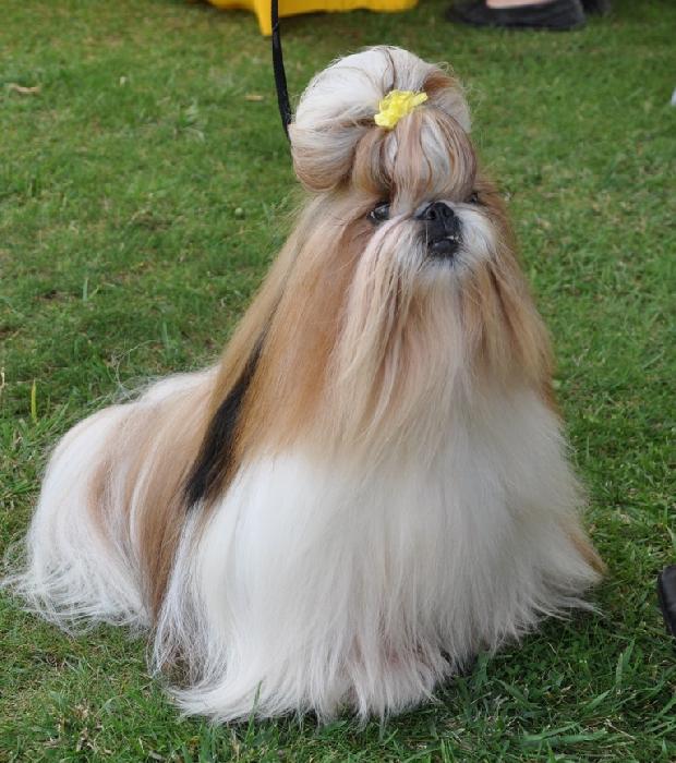 Shih-tzu