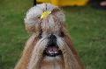 Shih-tzu